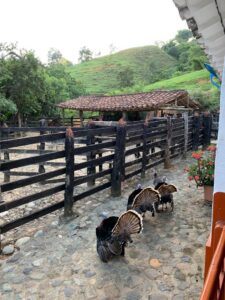 FINCA EN VENTA EN SANTA BARBARA 29 CUADRAS