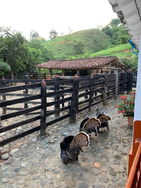 FINCA EN VENTA EN SANTA BARBARA 29 CUADRAS