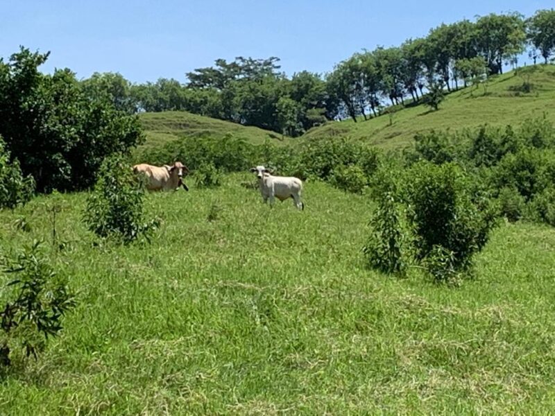 SANTA BARBARA ANTIOQUÍA, FINCA GANADERA EN VENTA
