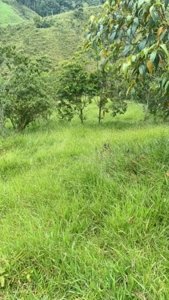 FINCA EN VENTA EN SAN ROQUE, 5 HECTÁREAS