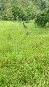 FINCA EN VENTA EN SAN ROQUE, 5 HECTÁREAS