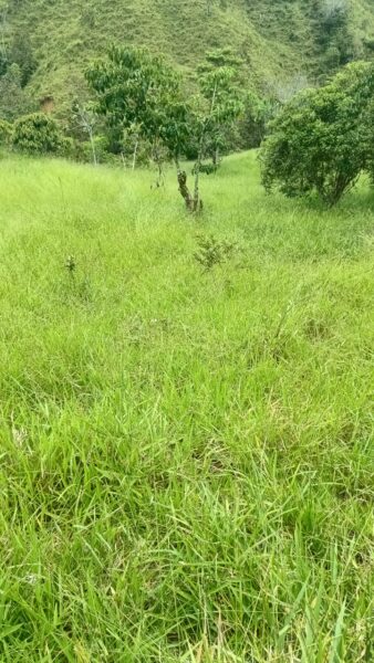 FINCA EN VENTA EN SAN ROQUE, 5 HECTÁREAS