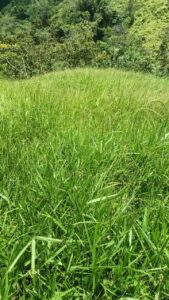 FINCA EN VENTA EN SAN ROQUE, 5 HECTÁREAS