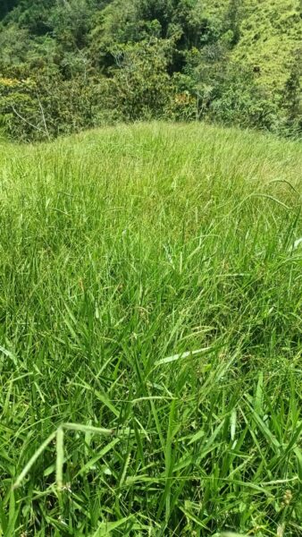 FINCA EN VENTA EN SAN ROQUE, 5 HECTÁREAS