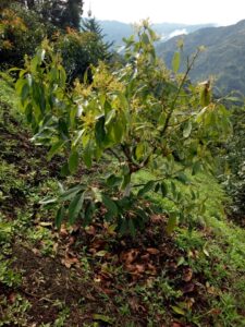 FINCA EN VENTA EN LA CEJA ANTIOQUÍA