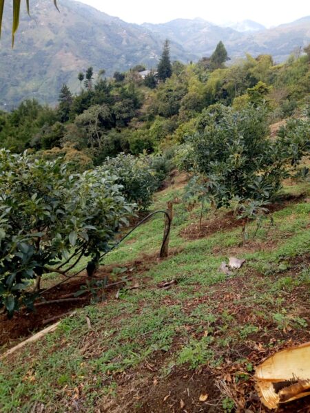 FINCA EN VENTA EN LA CEJA ANTIOQUÍA