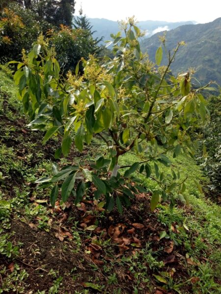 FINCA EN VENTA EN LA CEJA ANTIOQUÍA