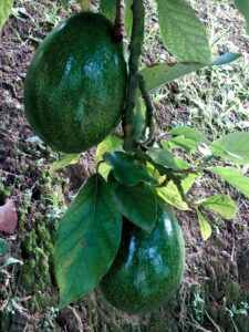 FINCA EN VENTA EN LA CEJA ANTIOQUÍA